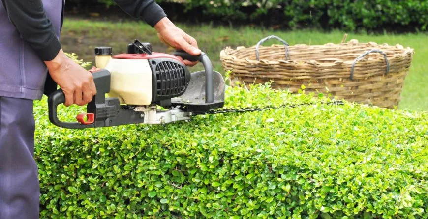 Landscaping: The Best Idea You’ve Ever Had - 糖果派对2