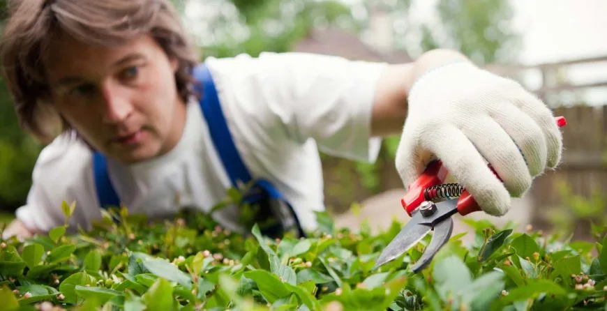 Landscaping: The Best Idea You’ve Ever Had - 糖果派对2