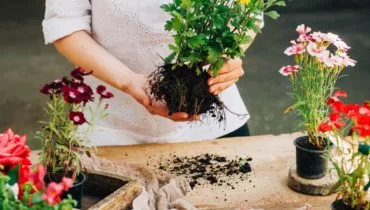 欢迎来到 GardenHub - 糖果派对2